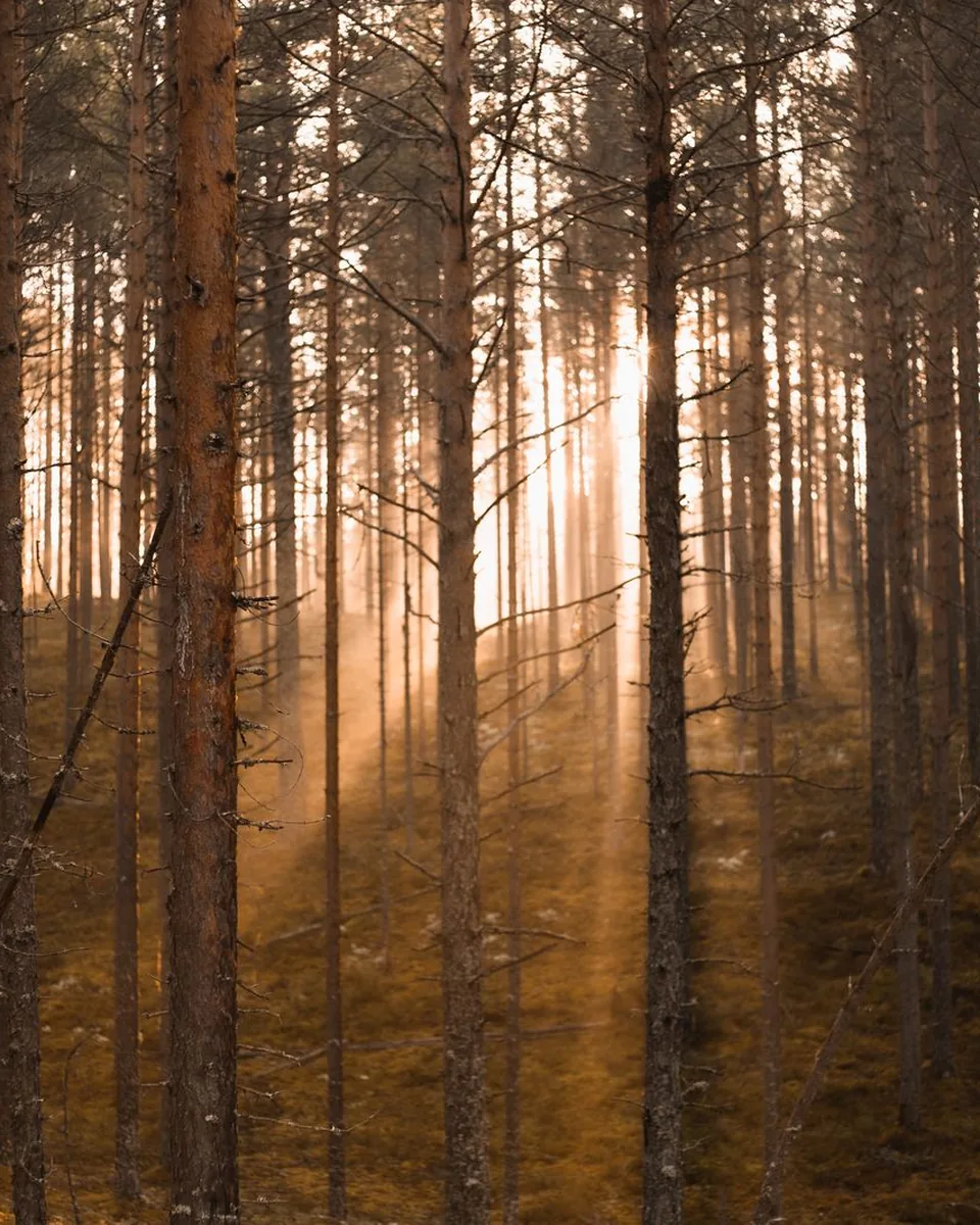 Warm morning light breaking through a forest of tall trees